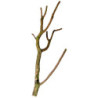 *RAMIFIE EN LIEGE NATUREL (sur commande)