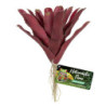 FIREBALL BROMELIAD ZOOMED