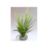 OCEAN LARGE H:21cm SCALARE