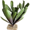 TERRA CACTUS 31cm SCALARE
