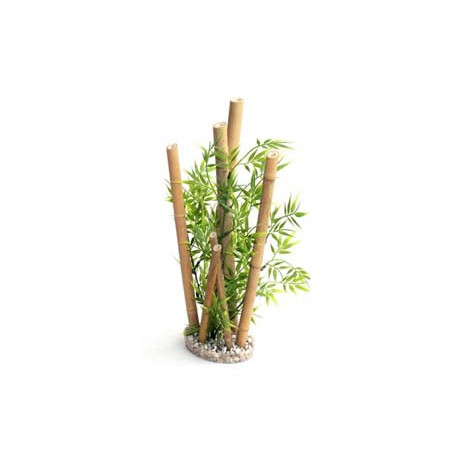 BAMBOO XL PLANTS H:38cm SCALARE