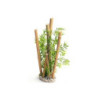 BAMBOO XL PLANTS H:38cm SCALARE