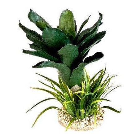 TERRA ANANAS PLANTE 27cm SCALARE
