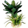 TERRA ANANAS PLANTE 27cm SCALARE