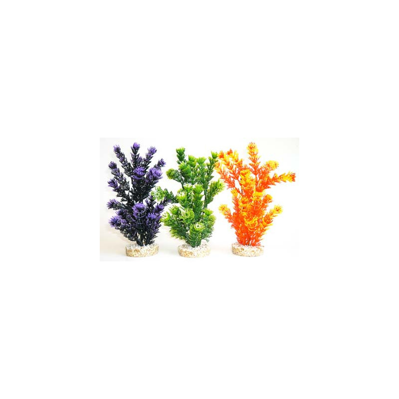 FIESTA AQUAPLANT H:24cm SCALARE