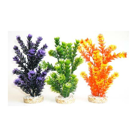 FIESTA AQUAPLANT H:24cm SCALARE