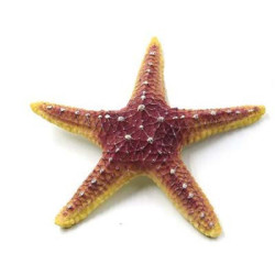 √âtoile de mer 18.5x18.5x3cm SCALARE