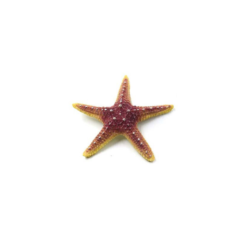 Étoile de mer 18.5x18.5x3cm SCALARE Étoile de mer 18.5x18.5x3cm SCALARE