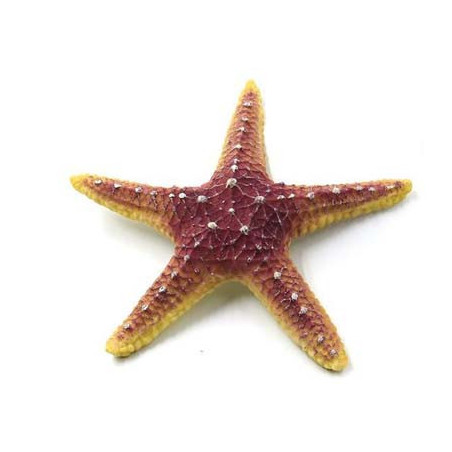 √âtoile de mer 18.5x18.5x3cm SCALARE