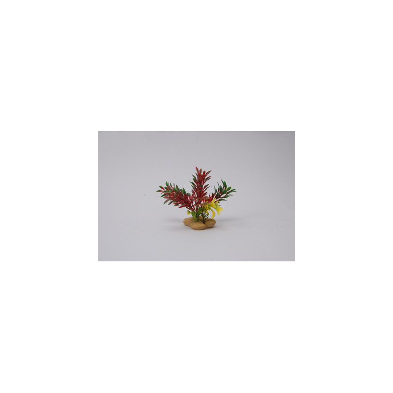 PLANT H:10cm SCALARE---