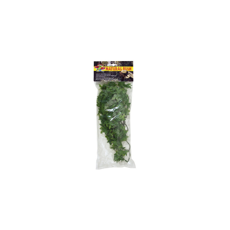 PLANTE CONGO IVY MM - ZM PLANTE CONGO IVY MM - ZM