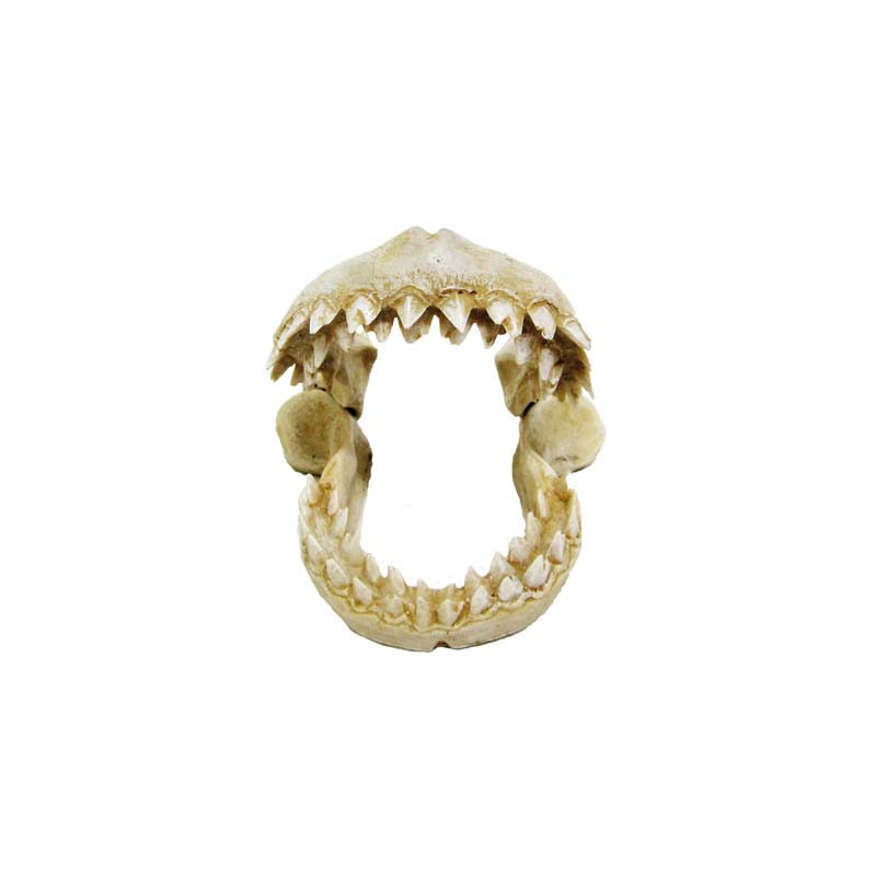 DENTS DE REQUIN 10.5x10x9.8cm ----
