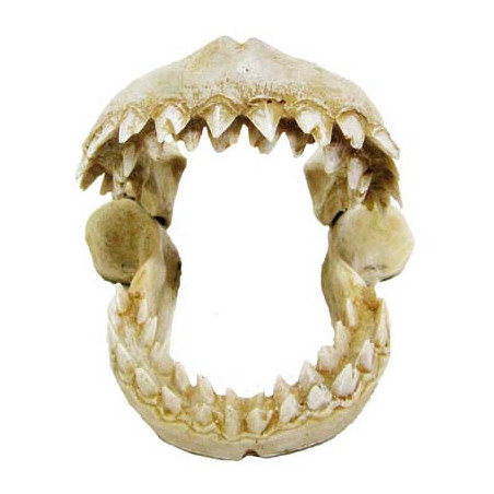 DENTS DE REQUIN 10.5x10x9.8cm ----