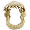 DENTS DE REQUIN 10.5x10x9.8cm ----