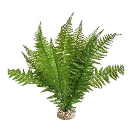 TERRA FOUGERE 46cm SCALARE
