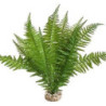 TERRA FOUGERE 46cm SCALARE