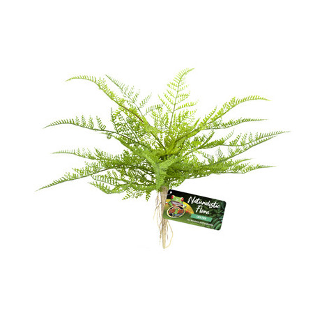 LACE FERN ZOOMED