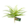 LACE FERN ZOOMED
