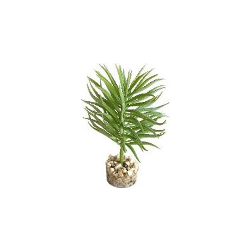 TERRA PLANTE SUCCULENTE 13cm SCALARE