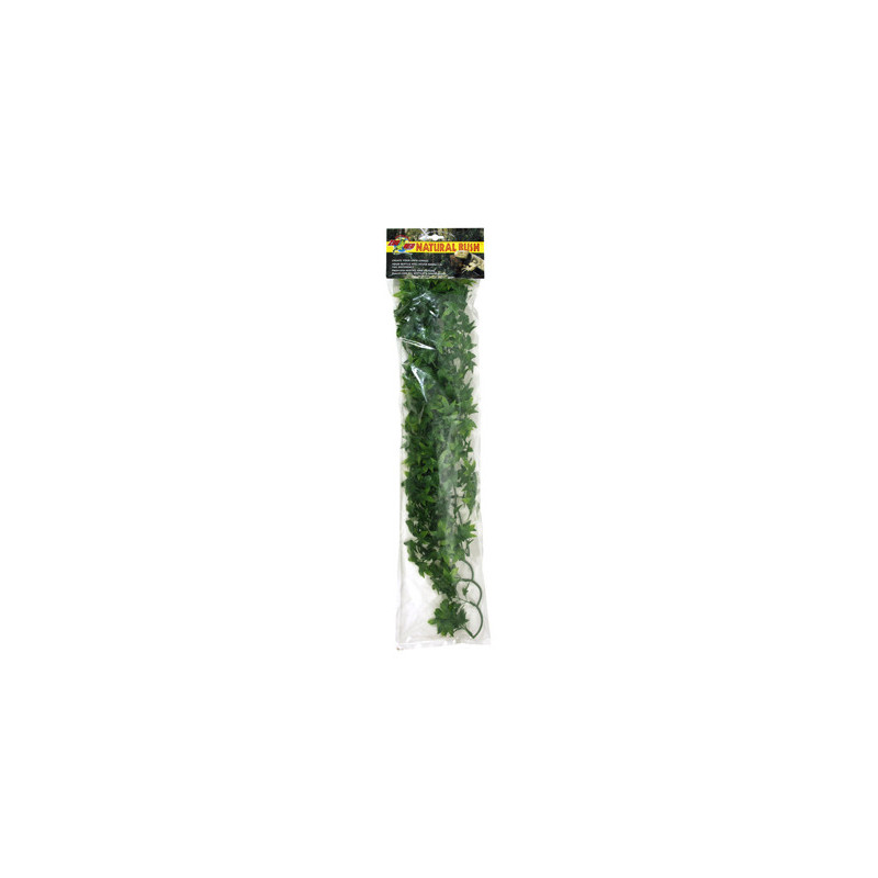 PLANTE CONGO IVY    GM    -ZM
