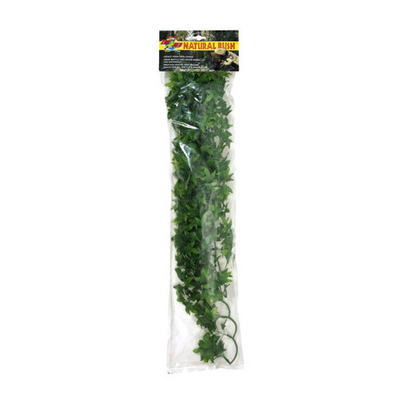 PLANTE CONGO IVY    GM    -ZM