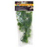 PLANTE BORNEO STAR GM -ZM-----
