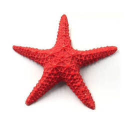 √âtoile de mer 15x15x3cm SCALARE