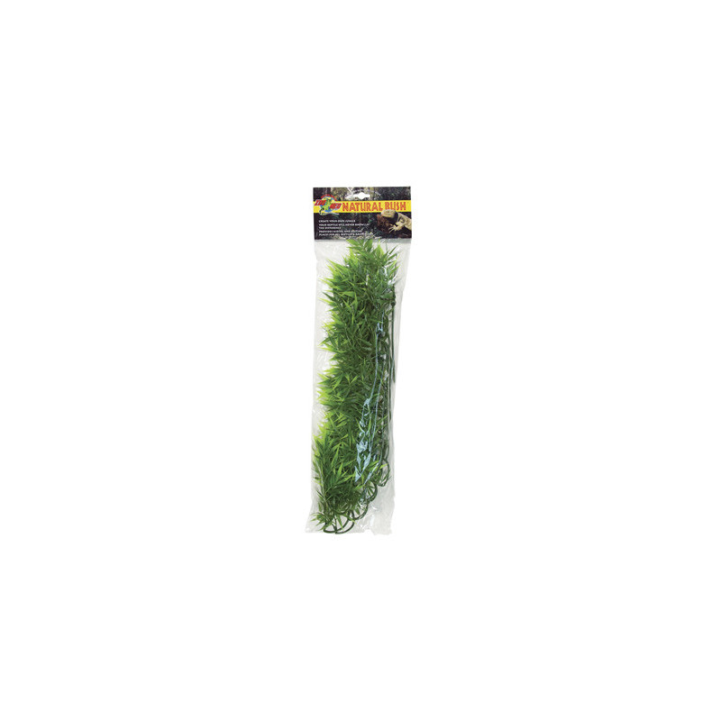 PLANTE MADAGASCAR BAMBO GM - ZM PLANTE MADAGASCAR BAMBO GM - ZM