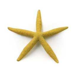 √âtoile de mer 15.5x15.5x2cm SCALARE