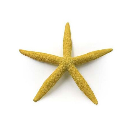 √âtoile de mer 15.5x15.5x2cm SCALARE