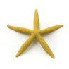 √âtoile de mer 15.5x15.5x2cm SCALARE