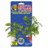 Betta Plant Window Leaf ZOOMED