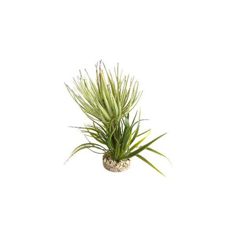 TERRA PLANTE GRASSE 23cm SCALARE