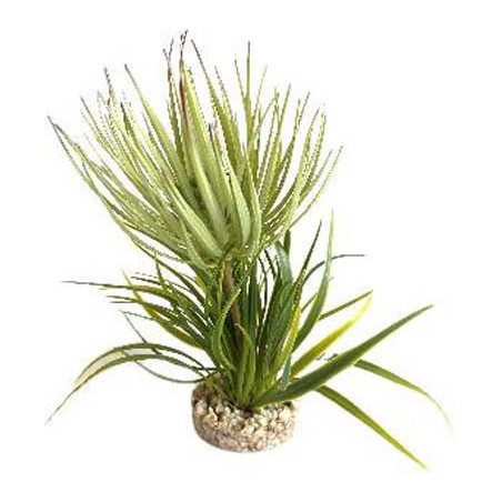 TERRA PLANTE GRASSE 23cm SCALARE