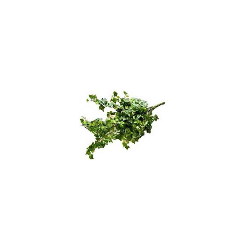 TERRA CHUTE LIERRE 54cm SCALARE