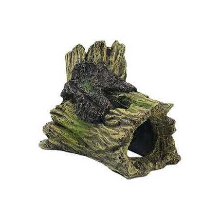 Souche 14x8.5x7.5cm SCALARE
