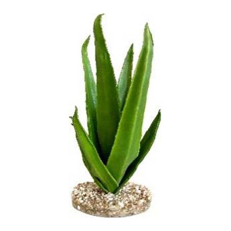 TERRA ALOE 29cm SCALARE