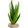 TERRA ALOE 29cm SCALARE