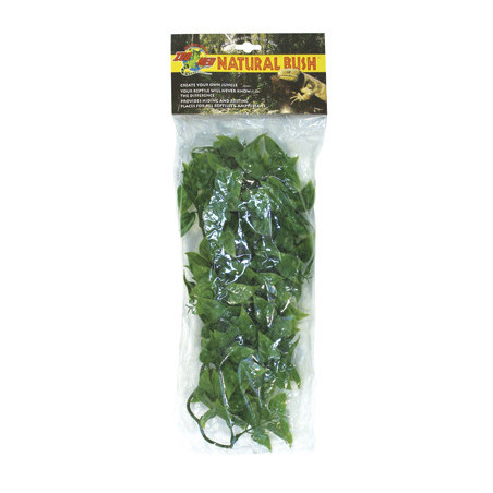 PLANTE MEXICAN PHYLLO  MM -ZM