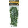 PLANTE MEXICAN PHYLLO  MM -ZM