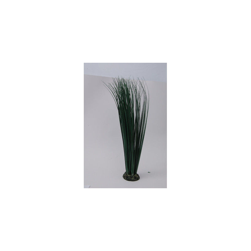 PLANT H:46cm SCALARE---