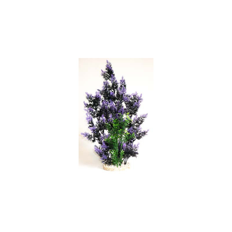 AQUAPLANT COLOR GIANT H:46cm SCALARE