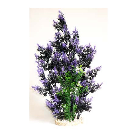 AQUAPLANT COLOR GIANT H:46cm SCALARE