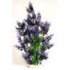 AQUAPLANT COLOR GIANT H:46cm SCALARE