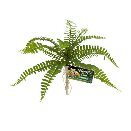 SWORD FERN ZOOMED
