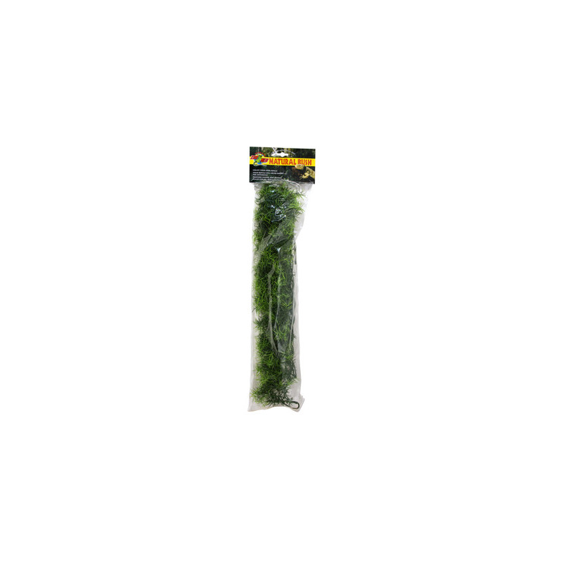 PLANTE CASHUARINA GM -ZM----- PLANTE CASHUARINA GM -ZM-----