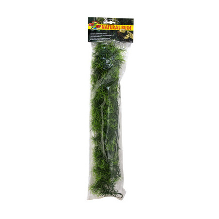 PLANTE CASHUARINA  GM  -ZM-----