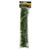 PLANTE CASHUARINA  GM  -ZM-----