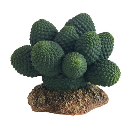*CACTUS ATACAMMA 7cm HOBBY (sur commande)