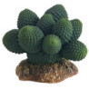 *CACTUS ATACAMMA 7cm HOBBY (sur commande)